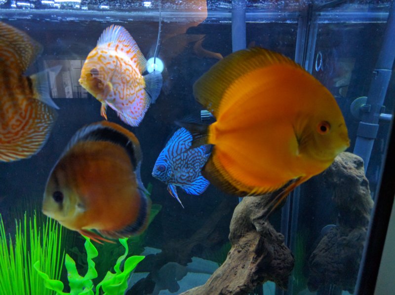 Some Discus from Somethingsphishy by Isaias Cruz