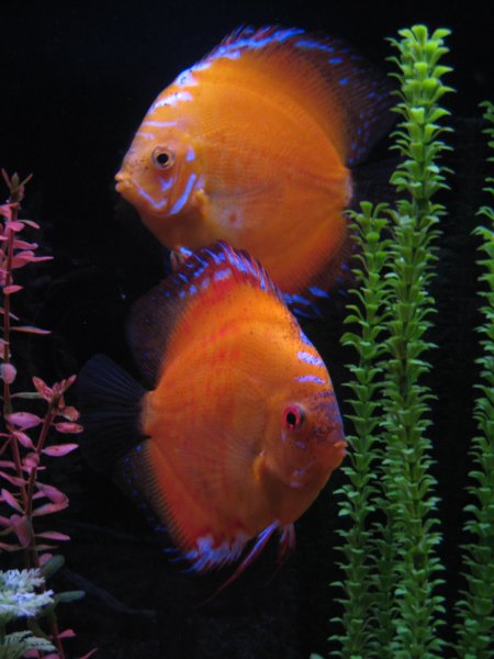 Discus by Kevin Ragion