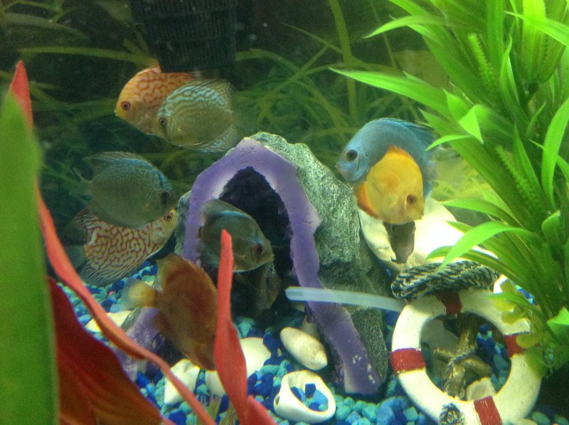 Super fish, picture by Tatyana Kiperband