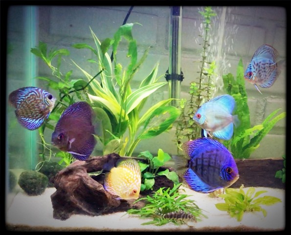 Kimberly Montoney Discus Aquarium