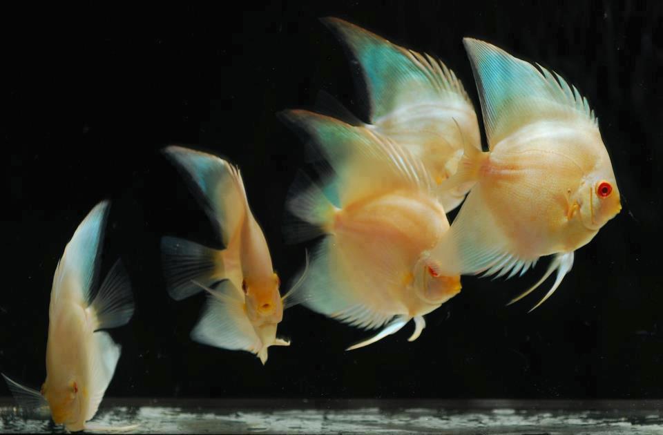 LONGFIN PLATINUM DISCUS BY SOMETHINGSPHISHY