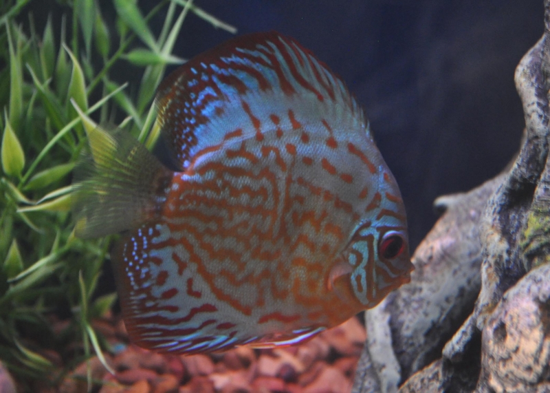 My Blue Discus by Ernie Black
