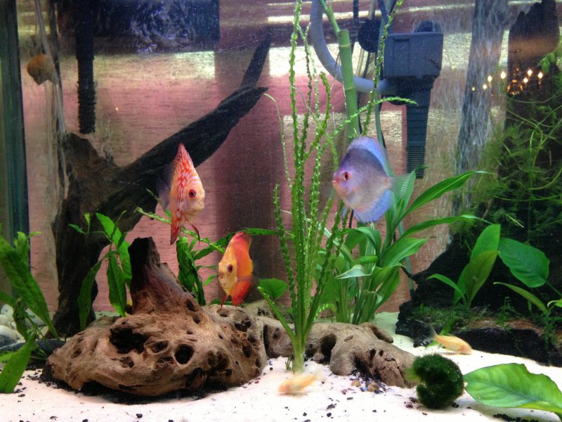 Discus Tank by Cem Vural