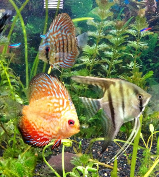 Red Stone Dragon, Ruby Red Mosaic, and Angelfish by John Goodwin