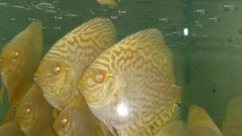 GOLDEN ALBINO DRAGON DISCUS BY SOMETHINGSPHISHY