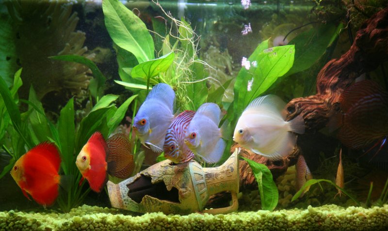 10 Discus with live plants - Robert Grenkowitz