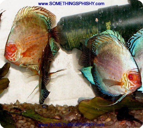 Psychadelic Discus - Somethingsphishy