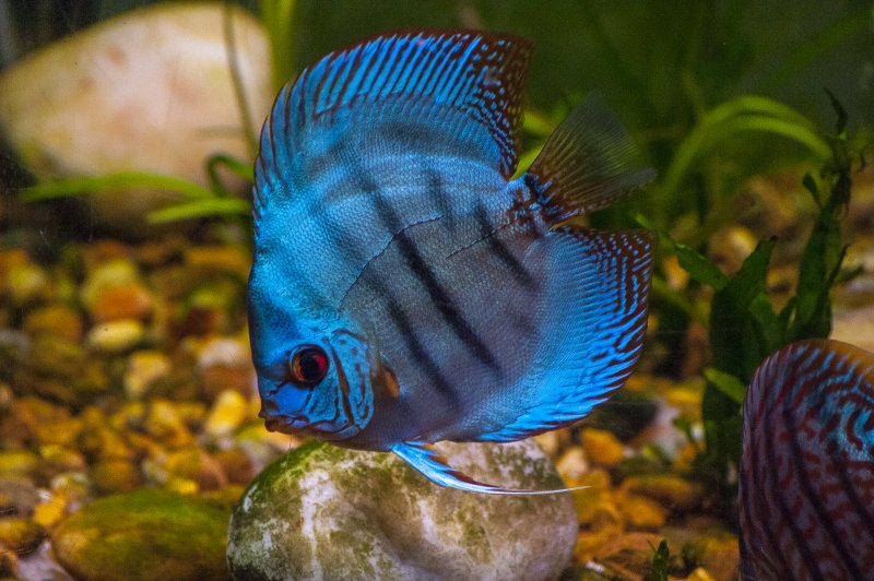 just a fish : ) by Rudy Chorvat