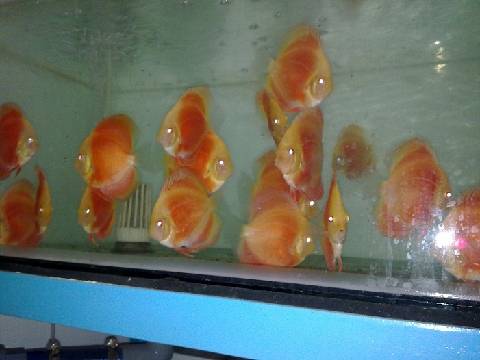 RED ALBINO DISCUS BY SOMETHINGSPHISHY