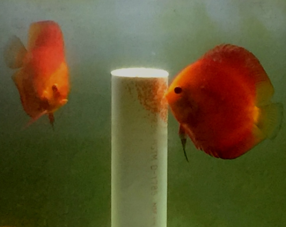 Somethingsphishy Red Diamond Breeder Pair with Eggs - Picture by Rachelle at Somethingsphishy