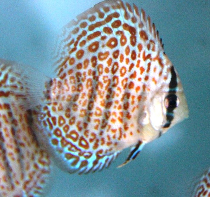 Ring-Leopard_Discus