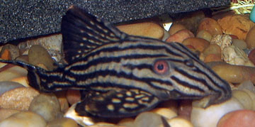 Royal Pleco - Chris Sahleen