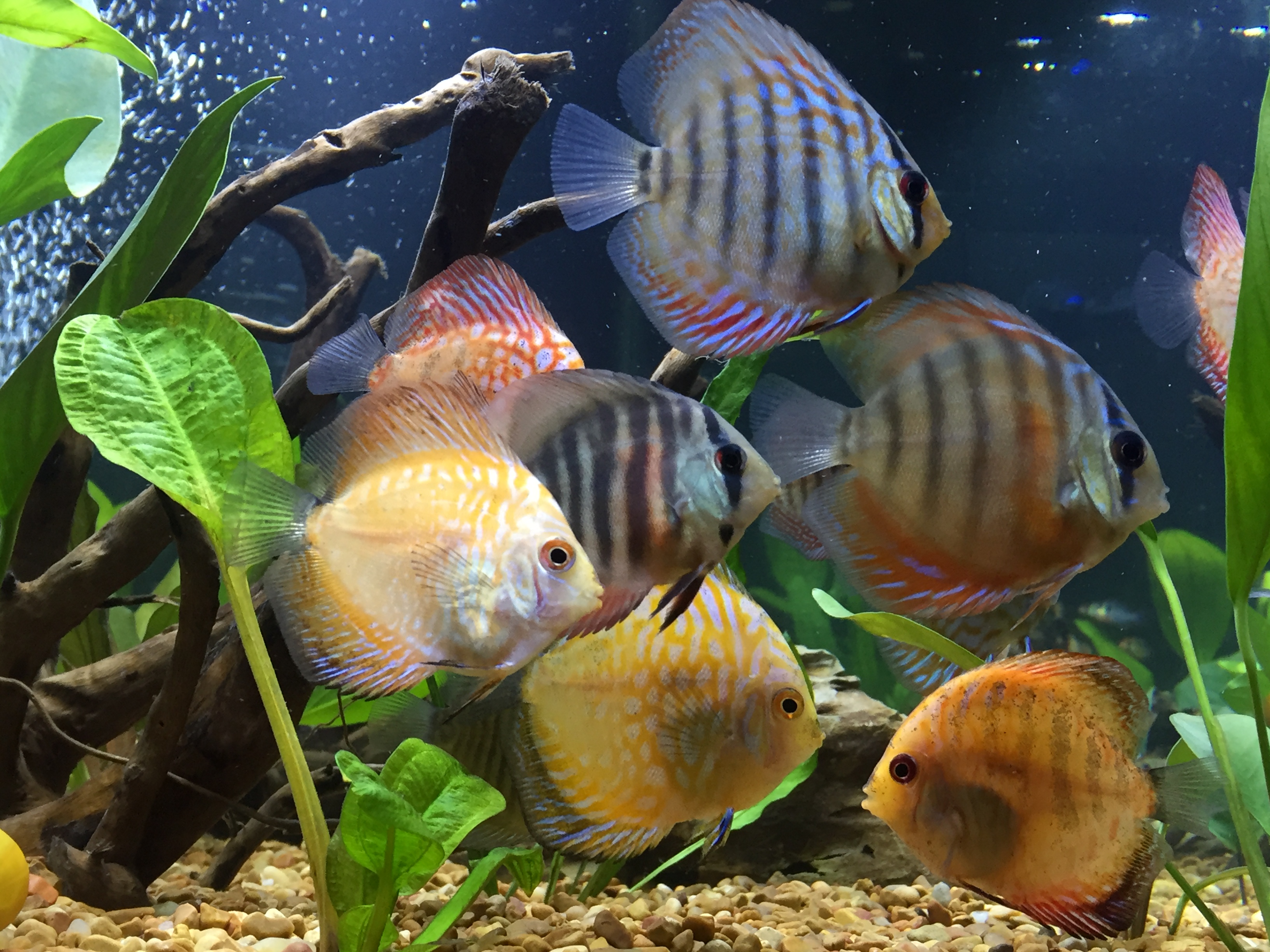 Happy Discus Group by Chris Lawrence
