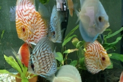 Discus Aquarium