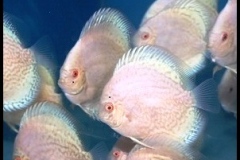 Albino-Platinum-Dragon-Discus