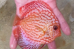 Blood Red Discus Fish