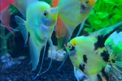 1_Electric-Green-Glo-Angelfish