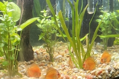 Mandarin Orange Discus Juveniles