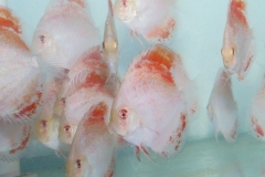 Nebula Discus Fish
