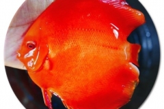Albino-Solid-Red-Discus-Fish