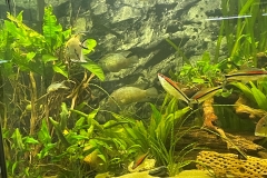 Anthony Johnston Fish Tank