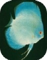 High Fin Aqua Blue Diamond Discus Fish