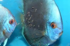 Blue-Diamond-Discus-with-Fry