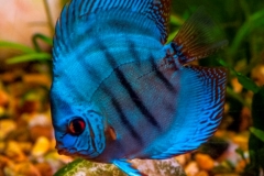 Blue-Discus