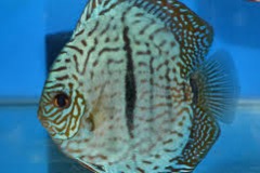 Brilliant Blue Heckel Mosaic Discus