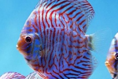 Brilliant-Blue-Mosaic-Tiger-Discus-Fish