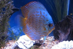 Brilliant Blue Scribble Discus Fish