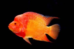 Cichlasoma-Trimaculatum