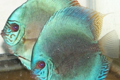 Blue Scorpion Discus Pair