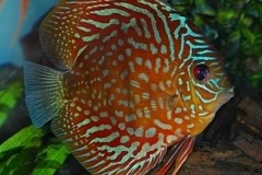 Deep-Red-Turquoise-Discus