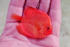 FULL-RED-MODON-DISCUS