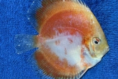 FULL RED NEBULA DISCUS FISH