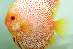 Fine Spot Golden Leopard Discus Fish