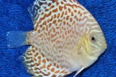 GOLDEN RED LEOPARD MOSAIC DISCUS FISH