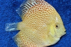 GOLDEN-RED-LEOPARD-SNAKESKIN-DISCUS-FISH