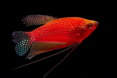 Glo Gourami Starfire Red