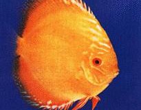Golden-Dragon-Discus-Fish