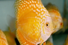 Golden-Panda-Discus