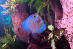 BLUE SAPPHIRE DISCUS