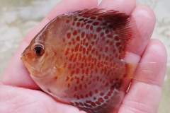 Juvenile Red Circle Leopard Discus Fish