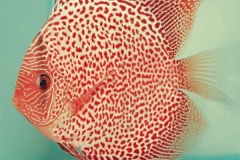 Red Leopard Scorpion Discus Fish