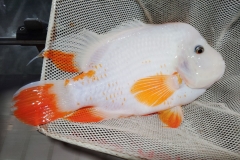 Red-Devil-Cichlid-1