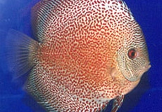 Red-Eruption-Leopard-Discus-Frish