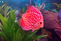 Red-Stone-Dragon-Discus-Fish-2