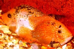 Red Texas Cichlid Breeding Pair from Somethingsphishy