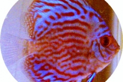 Royal-Purple-Discus-Fish